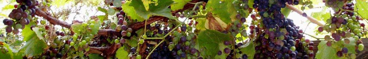 https://easyads.biz/wp-content/uploads/2022/01/Asheville-Grapes.jpg