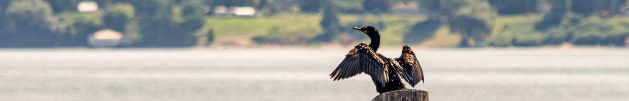 https://easyads.biz/wp-content/uploads/2022/02/A-Double-Crested-Cromorant-Flexing-its-Wings-with-the-Watertown-NY-Shoreline-in-the-background.jpg