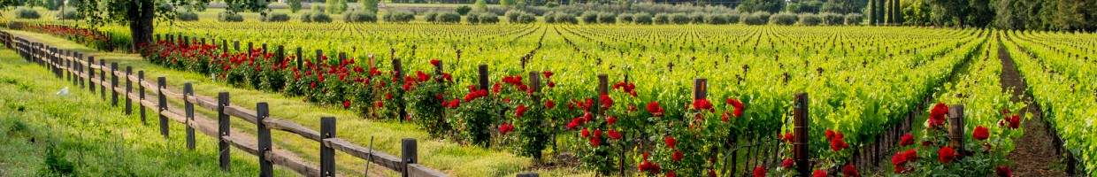 https://easyads.biz/wp-content/uploads/2022/02/A-vineyard-seen-from-Highway-128-in-Californias-wine-country.near-Calistoga-CA.jpg