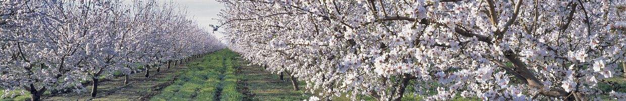 https://easyads.biz/wp-content/uploads/2022/02/Almond-blossoms-bloom-in-the-spring-near-Santa-Nella-in-Merced-County-in-California.jpg