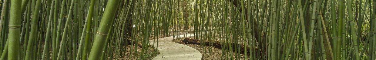 https://easyads.biz/wp-content/uploads/2022/02/Bamboo-trees-at-Kanapaha-Gardens-in-Gainesville-Florida.jpg