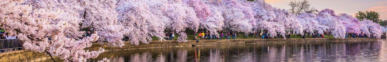 https://easyads.biz/wp-content/uploads/2022/02/Cherry-Blossums-Lakeside.jpg