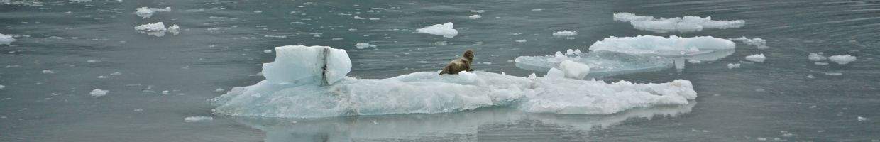 https://easyads.biz/wp-content/uploads/2022/02/Disenchantment-Bay-Alaska-and-seal-from-the-Hubbard-Glacier.jpg