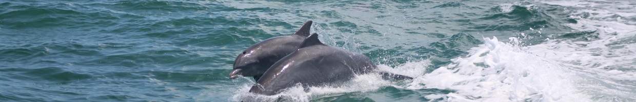 https://easyads.biz/wp-content/uploads/2022/02/Dolphins-riding-a-wake-near-Marathon-Florida.jpg