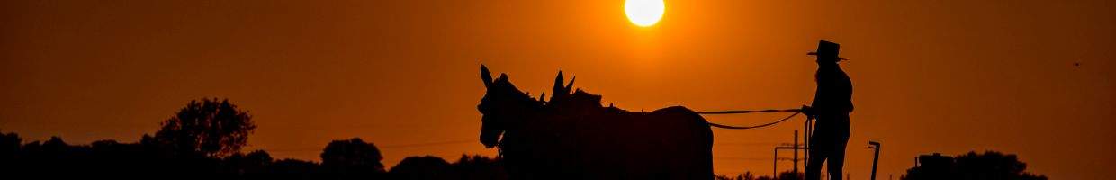 https://easyads.biz/wp-content/uploads/2022/02/Farming-with-horses-at-sunset.jpg