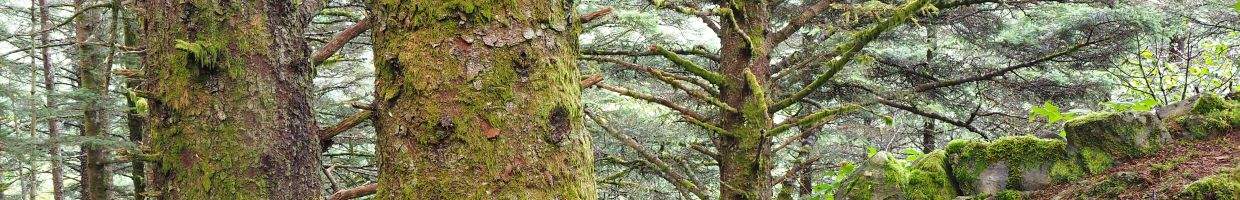 https://easyads.biz/wp-content/uploads/2022/02/FocusImage-of-Moss-Covered-Spruce-Trees-in-Kodiak-Alaska.jpg