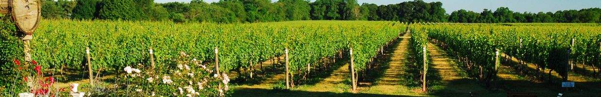 https://easyads.biz/wp-content/uploads/2022/02/Hamptons-Vineyard-View.jpg