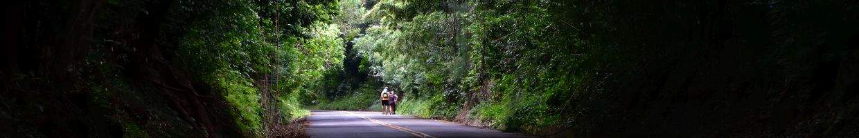 https://easyads.biz/wp-content/uploads/2022/02/Hawaii-Family-Rainforest-Road-thu-the-Trees.jpg