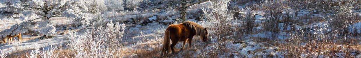 https://easyads.biz/wp-content/uploads/2022/02/Highland-Ponies-at-Mount-Rogers.jpg