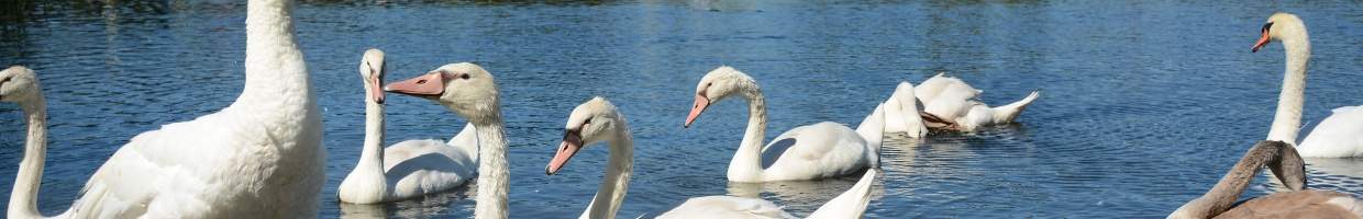 https://easyads.biz/wp-content/uploads/2022/02/Lake-Chabot-in-Dan-Foley-Park-near-Vallejo-California.jpg