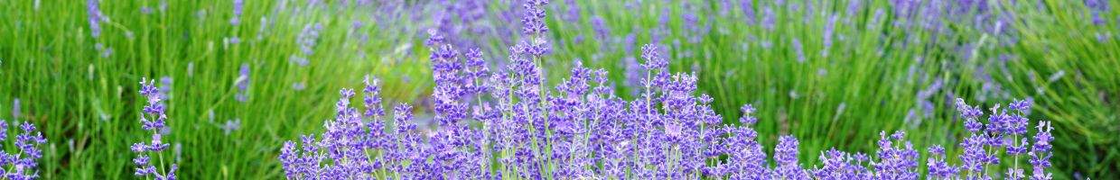 https://easyads.biz/wp-content/uploads/2022/02/Lavender-flowers-growing-at-a-lavender-farm-in-New-Jersey.jpg