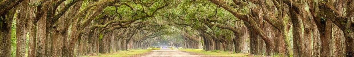 https://easyads.biz/wp-content/uploads/2022/02/Live-Oak-Trees-in-Savannah-Georgia.jpg