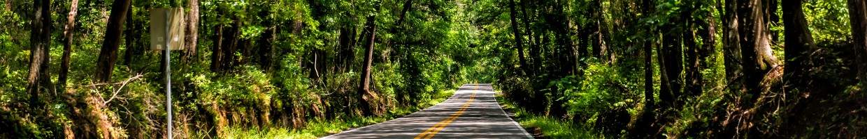 https://easyads.biz/wp-content/uploads/2022/02/Miccosukee-Street-scenic-canopy-road-in-Tallahassee-Florida.jpg