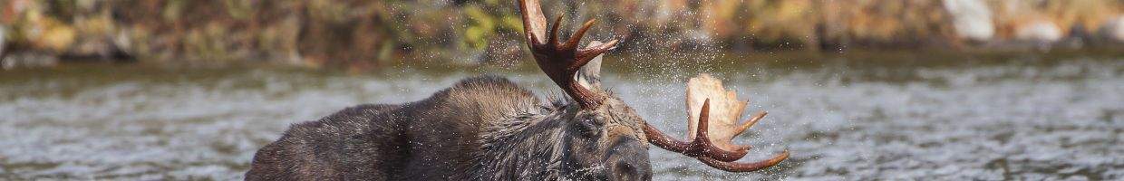 https://easyads.biz/wp-content/uploads/2022/02/Moose-in-Baxter-State-Park.jpg