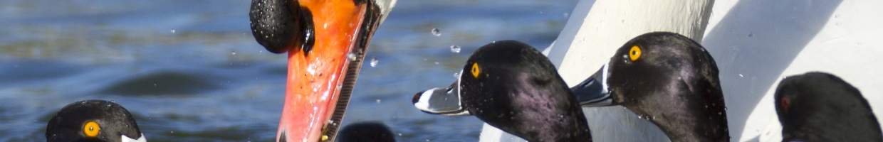 https://easyads.biz/wp-content/uploads/2022/02/Mute-swan-and-Ring-necked-Ducks-in-Lakeland.jpg