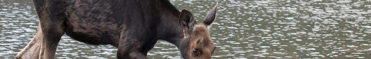 https://easyads.biz/wp-content/uploads/2022/02/North-American-Moose-in-Baxter-State-Park-Maine.jpg