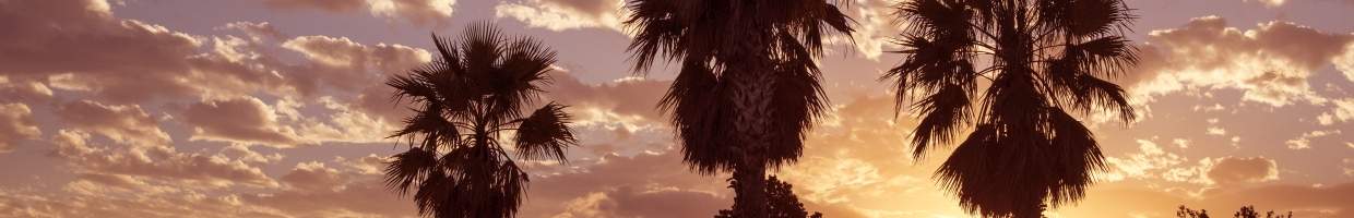 https://easyads.biz/wp-content/uploads/2022/02/Ocala-Florida-Palm-trees-with-the-sun-going-down.jpg