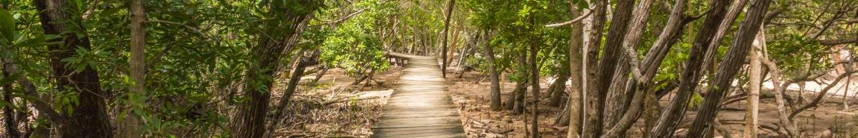 https://easyads.biz/wp-content/uploads/2022/02/Path-to-the-beach-through-a-mangrove-forest.jpg