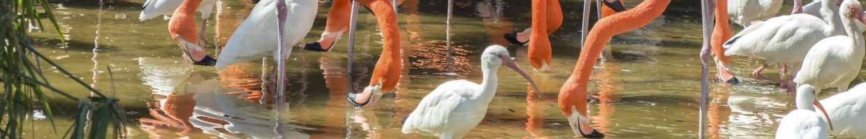 https://easyads.biz/wp-content/uploads/2022/02/Pink-Flamingos-and-White-Ibis.jpg