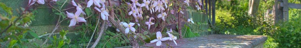 https://easyads.biz/wp-content/uploads/2022/02/Pink-Flowers-at-Oatlands-Plantation-near-Leesburg.jpg