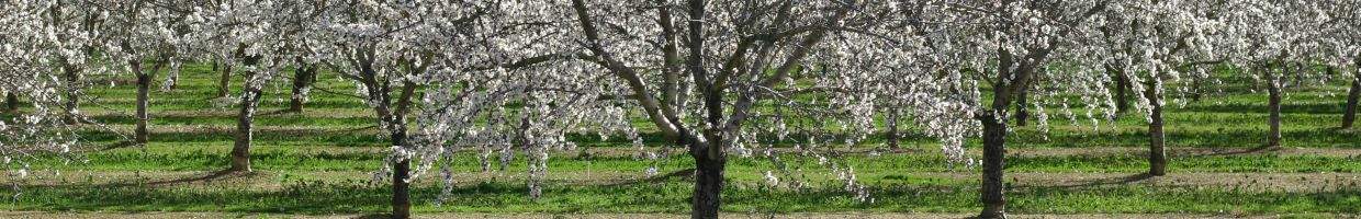 https://easyads.biz/wp-content/uploads/2022/02/Prunus-dulcis-flowering-almond-trees.jpg