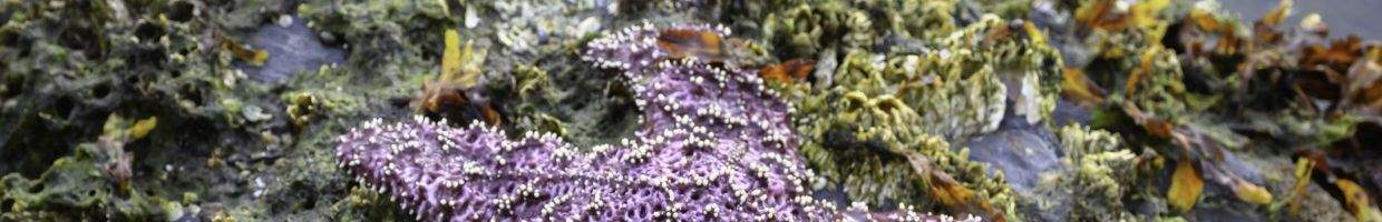 https://easyads.biz/wp-content/uploads/2022/02/Purple-starfish-in-Kodiak-Alaska.jpg