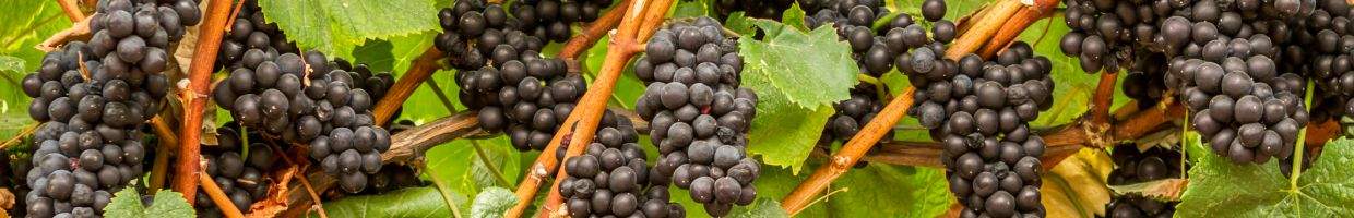 https://easyads.biz/wp-content/uploads/2022/02/Red-wine-grapes-are-ready-to-burst-in-California.jpg