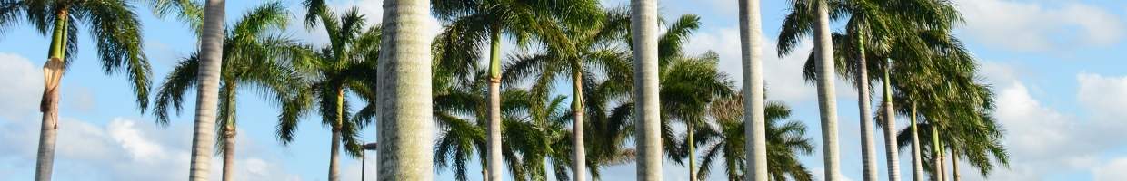 https://easyads.biz/wp-content/uploads/2022/02/Row-of-palm-trees-around.-Boca-Raton-Florida.jpg