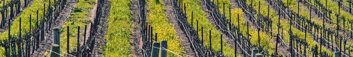 https://easyads.biz/wp-content/uploads/2022/02/Rows-of-new-vines-in-a-Sonoma-CA-vineyard.jpg