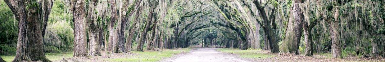 https://easyads.biz/wp-content/uploads/2022/02/Spanish-moss-near-Charleston-South-Carolina-USA.jpg