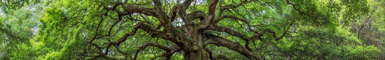 https://easyads.biz/wp-content/uploads/2022/02/The-Angel-Oak-located-outside-of-Charleston-South-Carolina.jpg