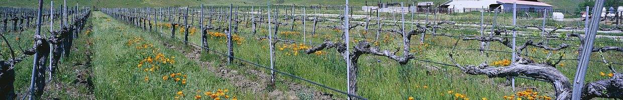 https://easyads.biz/wp-content/uploads/2022/02/Wine-Vineyard-near-Route-58-west-of-Bakersfield.jpg