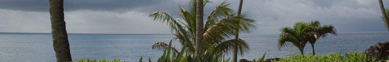 https://easyads.biz/wp-content/uploads/2022/02/hawaiian-palms-view.jpg