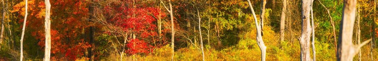 https://easyads.biz/wp-content/uploads/2022/03/Beaver-Marsh-autumn-colors.jpg