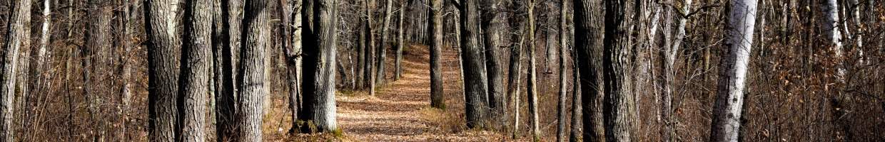 https://easyads.biz/wp-content/uploads/2022/03/Brainerd-Arboretum-Forest-Path-in-fall.jpg