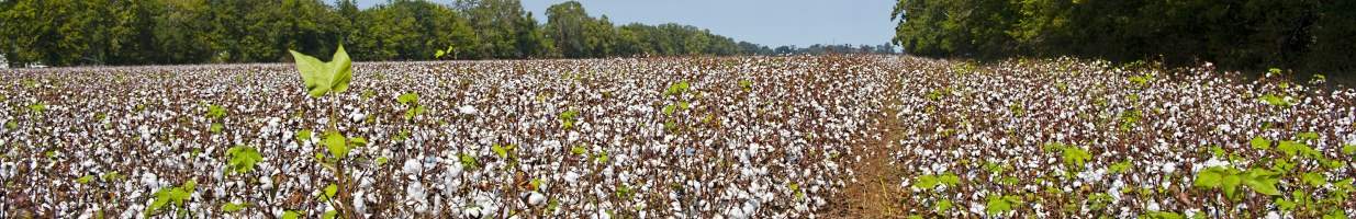 https://easyads.biz/wp-content/uploads/2022/03/Cotton-Field-near-Alexandria-Louisiana.jpg