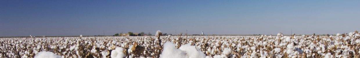 https://easyads.biz/wp-content/uploads/2022/03/Cotton-field-near-Lubbock-Texas.jpg