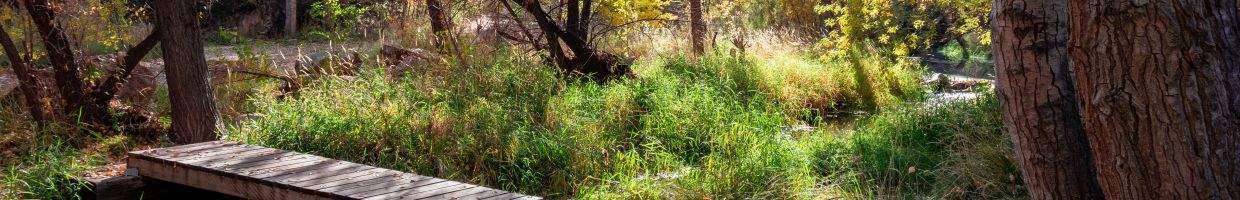 https://easyads.biz/wp-content/uploads/2022/03/Fall-foliage-in-Granite-Creek-Park-near-Prescott-Arizona.jpg