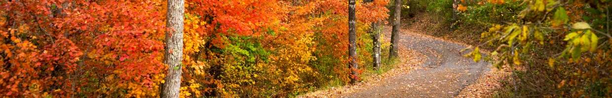 https://easyads.biz/wp-content/uploads/2022/03/Footpath-winding-through-a-hardwood-forest-near-Chattanooga-Tennessee.jpg