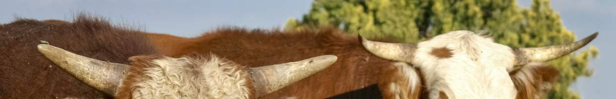 https://easyads.biz/wp-content/uploads/2022/03/Hobbs-New-Mexico-cattle-drive.jpg