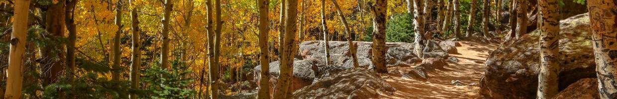 https://easyads.biz/wp-content/uploads/2022/03/Mountain-traill-through-Aspen-trees-in-autumn.jpg