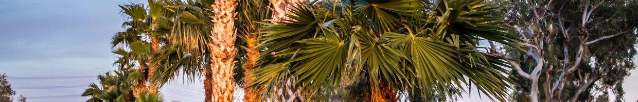 https://easyads.biz/wp-content/uploads/2022/03/Palmyra-Palm-Trees-in-Yuma-Arizona.jpg