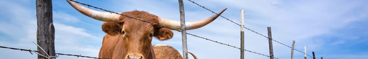 https://easyads.biz/wp-content/uploads/2022/03/Texas-longhorn-cattle-near-Amarillo-Texas.jpg