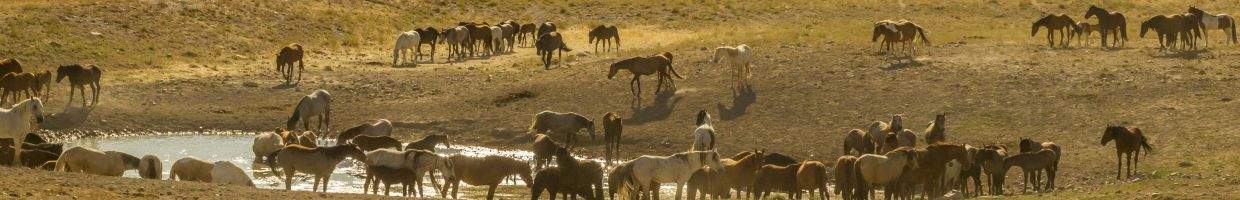 https://easyads.biz/wp-content/uploads/2022/03/Utah-Tooele-County-and-wild-horses-drinking-from-waterhole.jpg