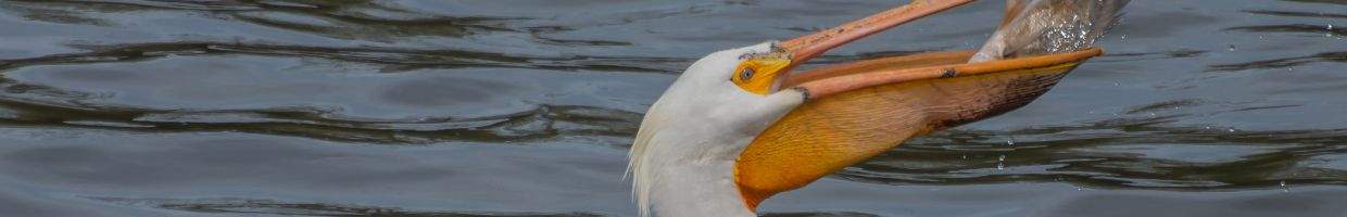 https://easyads.biz/wp-content/uploads/2022/03/White-Pelican-on-the-Fox-River-in-Appleton-Wisconsin.jpg