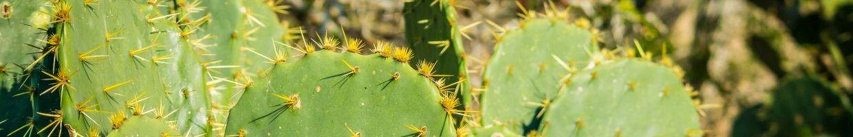 https://easyads.biz/wp-content/uploads/2022/03/Wild-cactus-plant-in-Harlingen-Texas.jpg