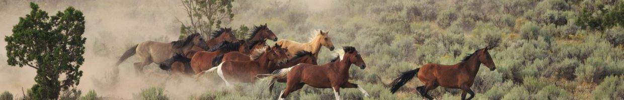 https://easyads.biz/wp-content/uploads/2022/03/Wild-mustangs-near-Cedar-City-Utah.jpg