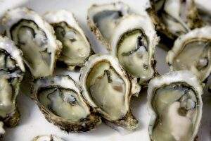 Oysters for Stew