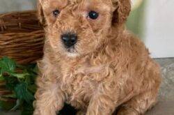 TeacupPoodlePuppies1694826719
