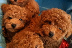 poodle21693733764